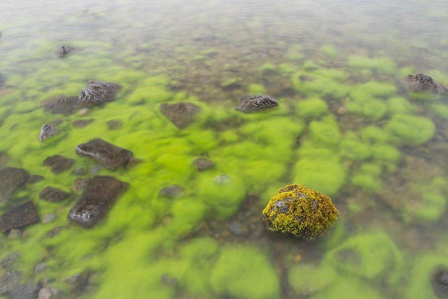 Mossy Stone In Lake Thingvallavatn Photograph by Bill Coster