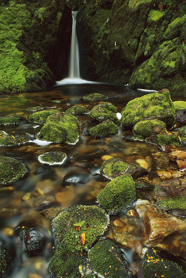 Mossy Stream Fiordland Np Photograph by Shaun Barnett