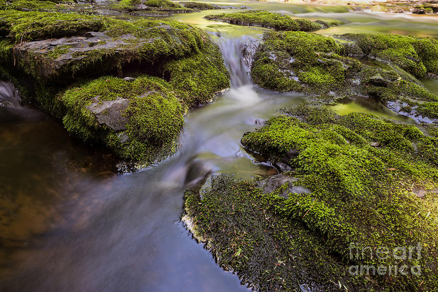Nature Photograph - Mossy Stream by Michael Ver Sprill