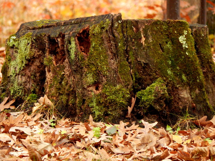 Mossy Stump Jr Photograph by Wild Thing