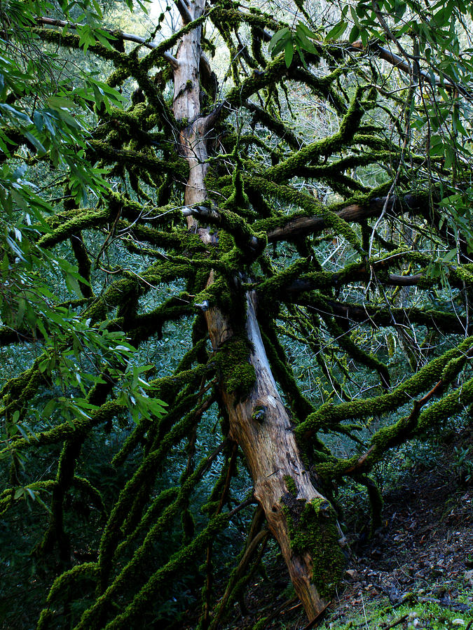 Mossy Tree Photograph by Ernest Echols