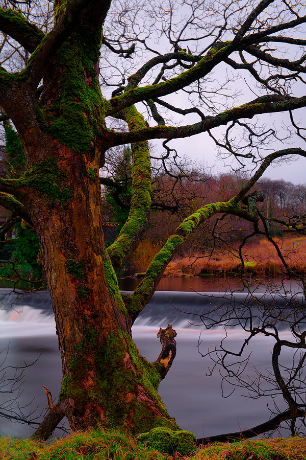 Mossy Tree Leaning Over The Smooth River Wharfe Photograph by Dennis Dame
