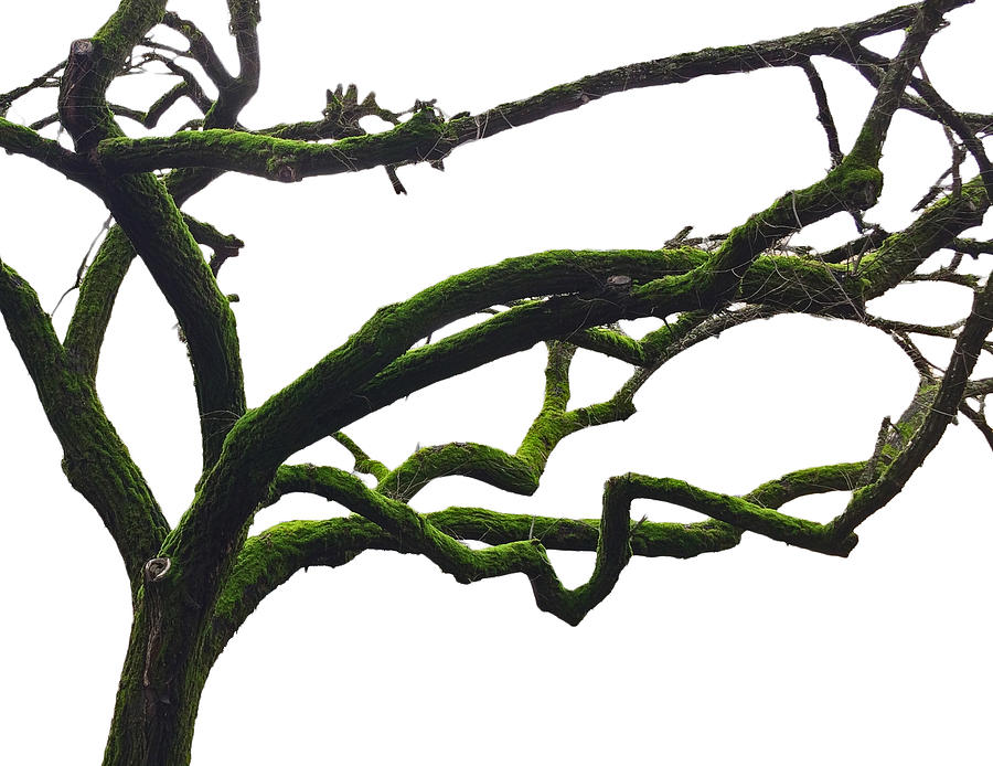 Mossy Tree On White Photograph