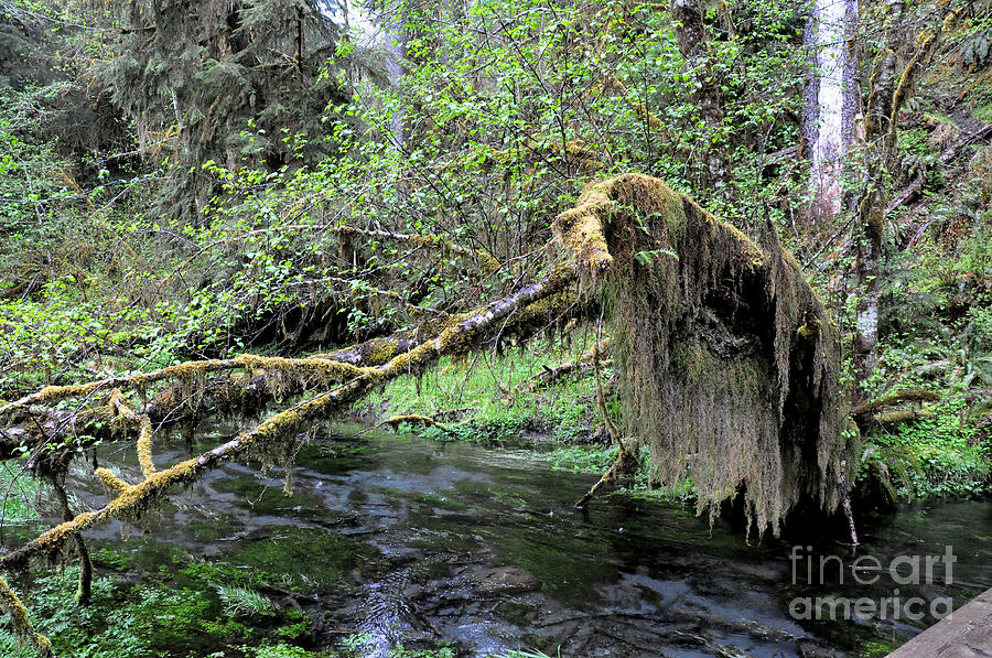 Mossy Tree Over the Creek in the Olympic National Park Rainforest Photograph by Tatyana Searcy