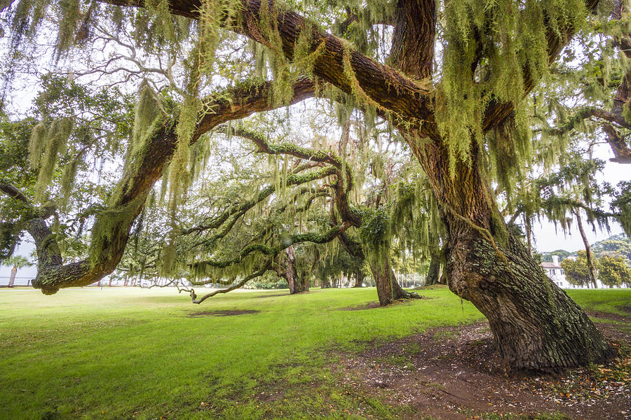 Spring Photograph - Mossy Trees at Jekyll Island by Debra and Dave Vanderlaan
