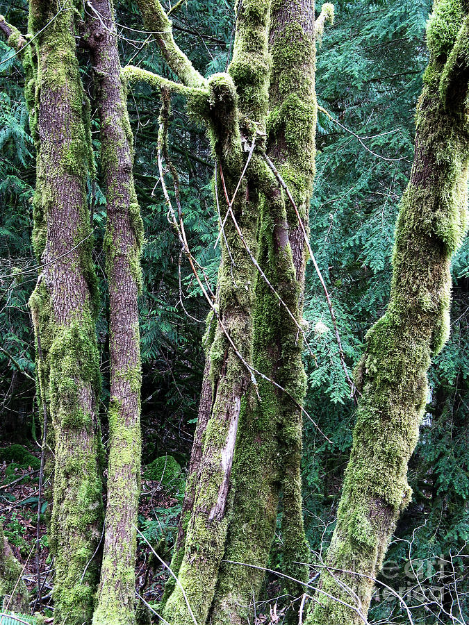 Mossy Trees Photograph by Gerry Bates