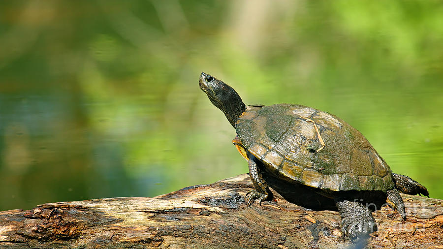 Mossy Turtle Photograph by David Cutts