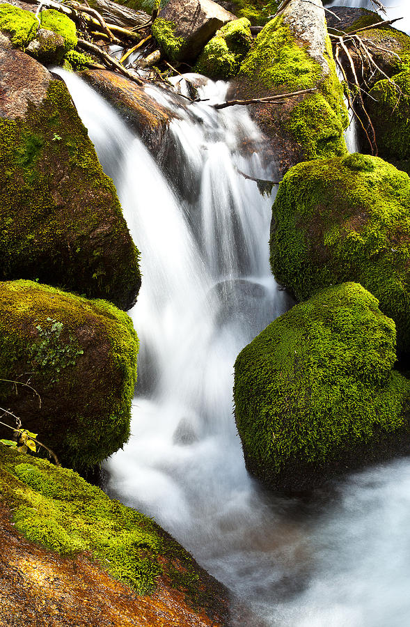 Mossy Water Photograph by Steven Reed