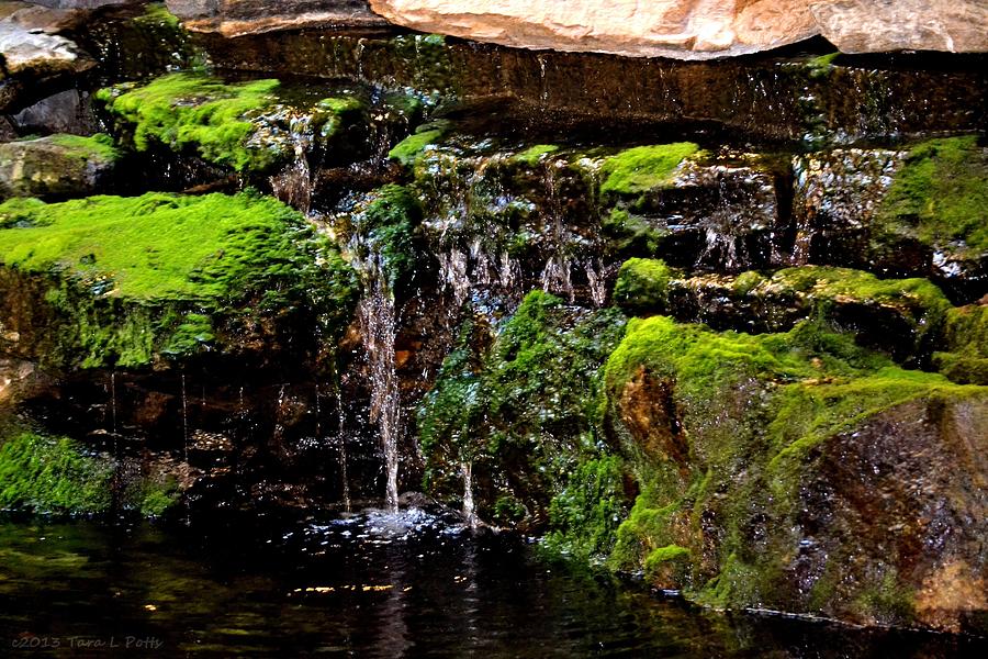 Mossy Waterfall Photograph by Tara Potts