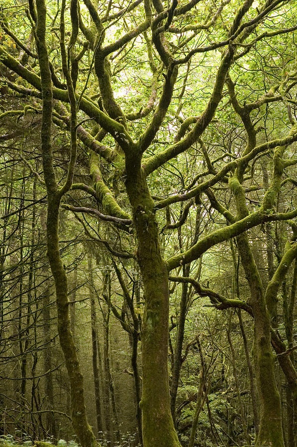 Mossy Welsh Forest  Photograph by Jeremy Voisey