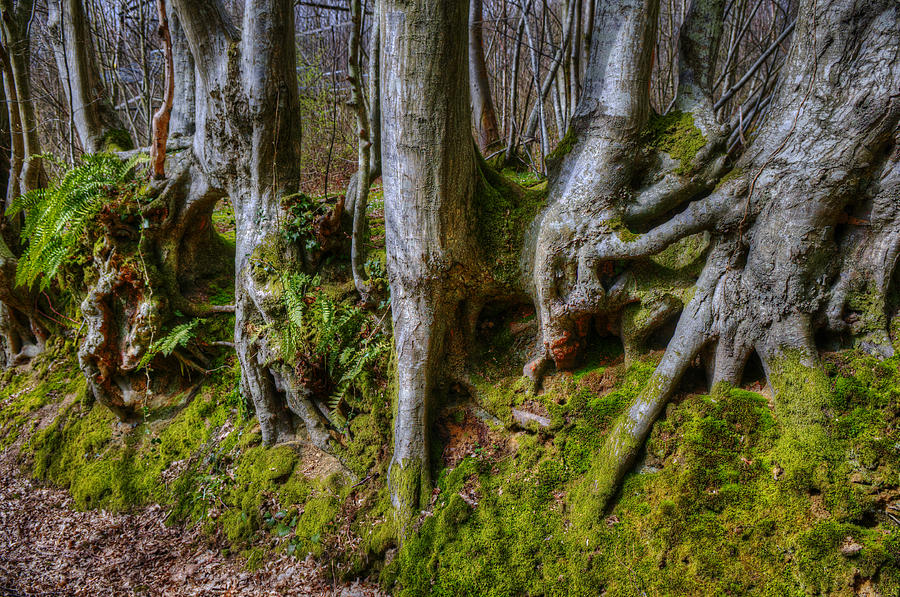 Tree Photograph - Mossy Woodland  by Mick House