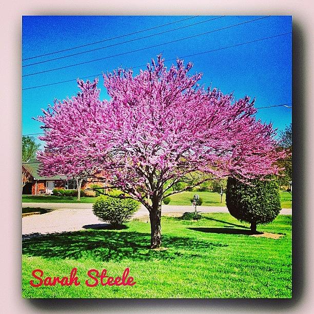 Most Beautiful Rosebud Tree Ive Ever Photograph by Sarah Steele
