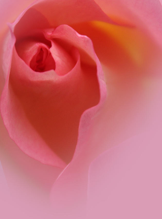 Rose Photograph - Most Precious by The Art Of Marilyn Ridoutt-Greene