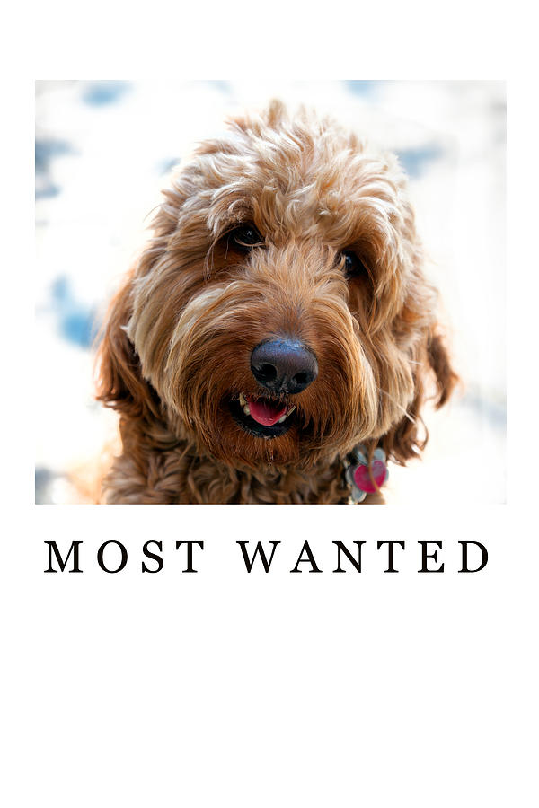 Most Wanted Photograph by Madeline Ellis