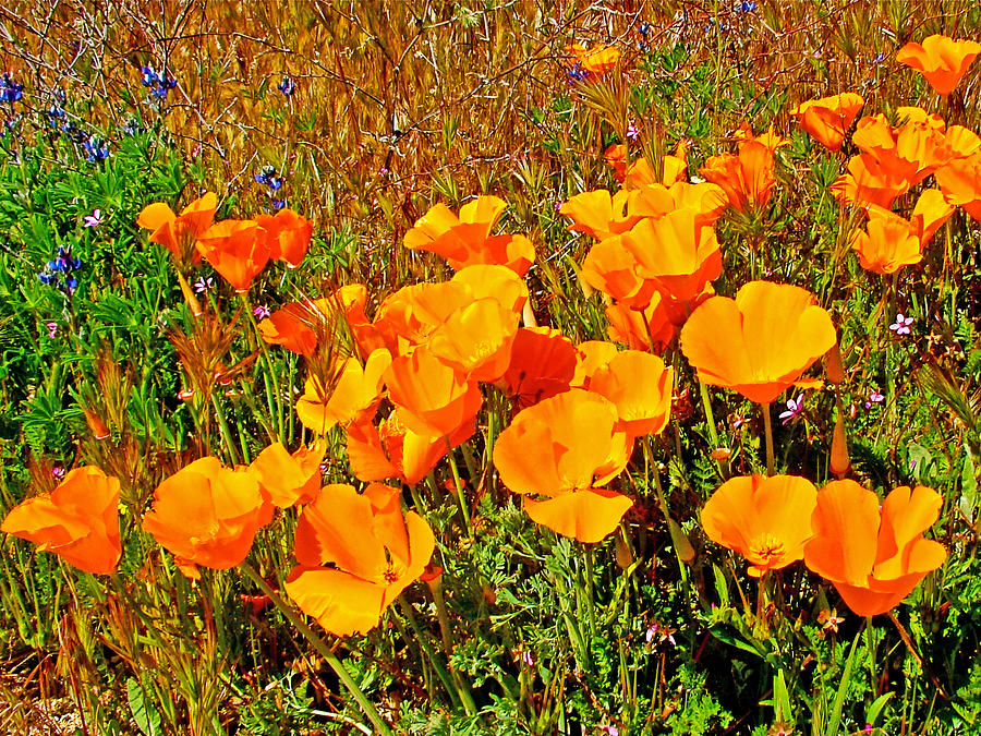 Mostly California Poppies in Antelope Valley California Poppy Reserve ...