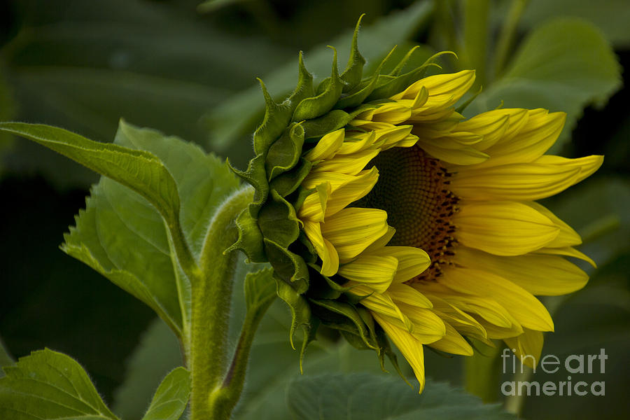 Nature Photograph - Mostly Open Sunflower by Bill Woodstock