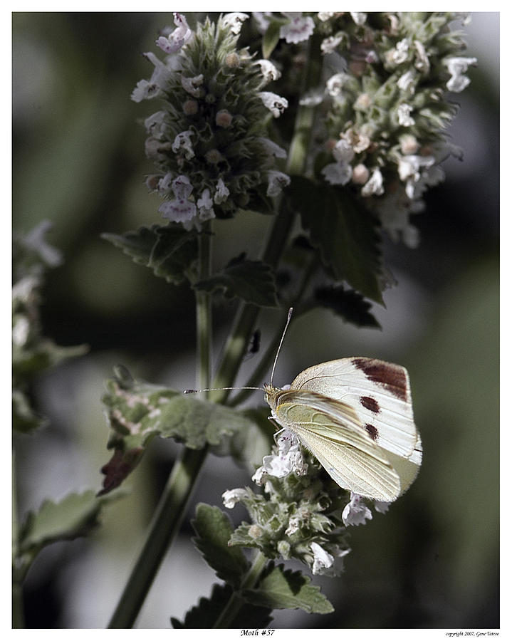 Moth 57 Photograph by Gene Tatroe