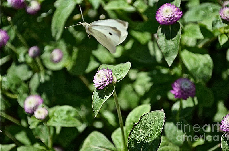 Moth and Clover Photograph by Luther Fine Art