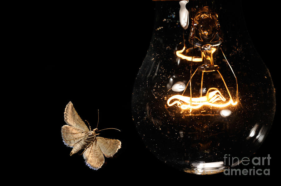 Moth At Lightbulb Photograph by Scott Linstead