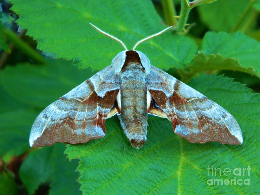 Moth Back Photograph by Gallery Of Hope 
