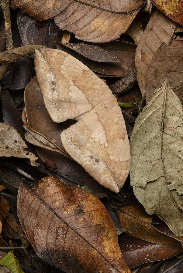 Moth Camouflaged Against Leaf Litter Photograph by Chien Lee
