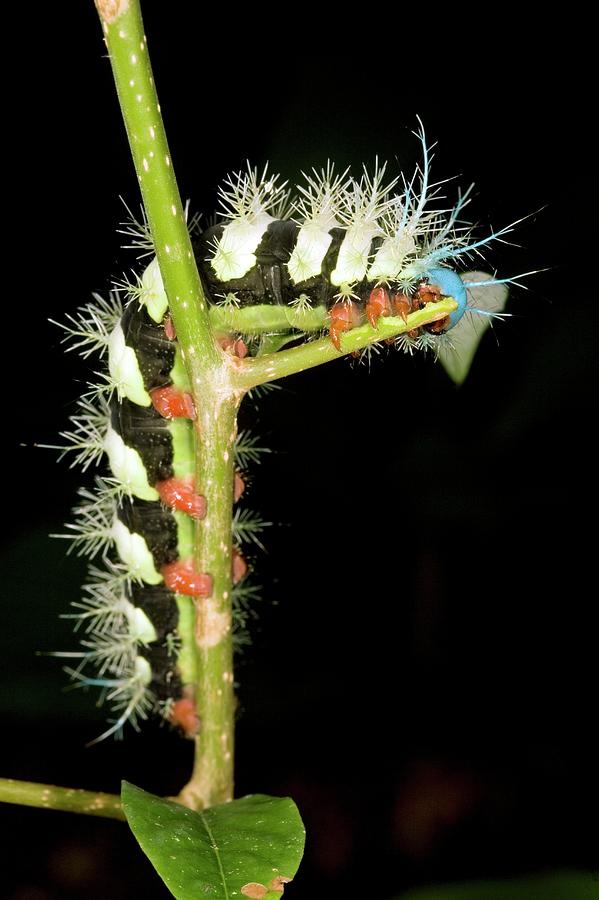 Moth Caterpillar Photograph by Dr Morley Read/science Photo Library