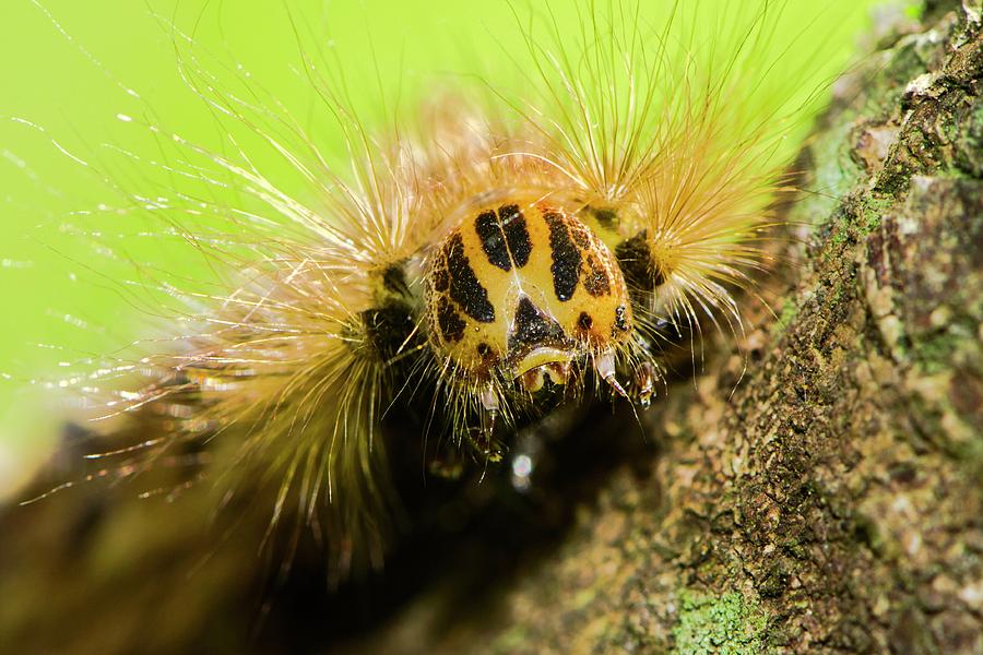 Moth Caterpillar Photograph by Louise Murray/science Photo Library