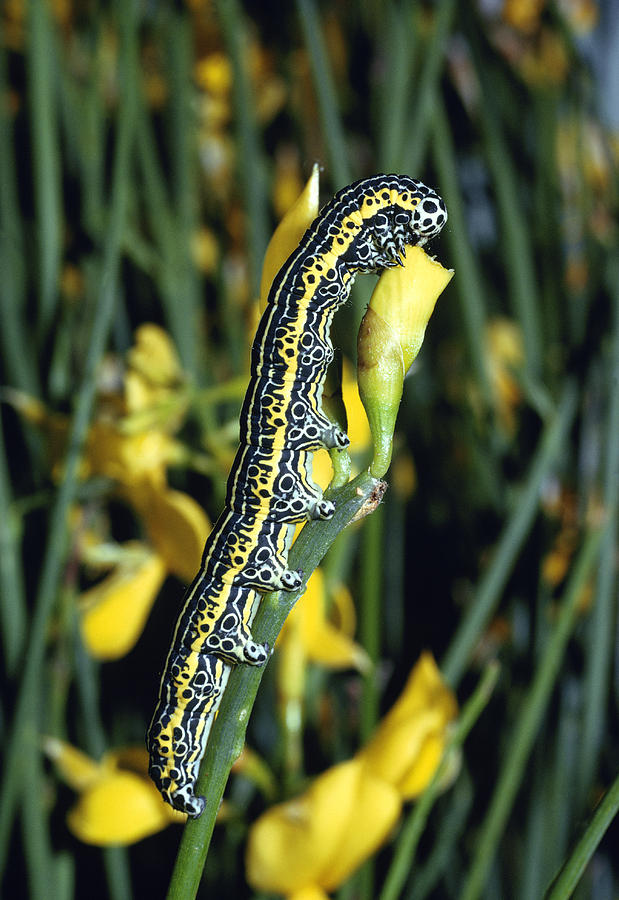 Moth Caterpillar Photograph by Perennou Nuridsany