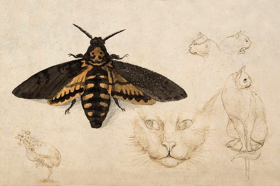 Moth, Chicken, Cats, C. 1535 Detail Painting by Metropolitan Museum of Art