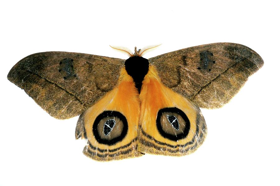 Nature Photograph - Moth Displaying Defensive Eye Spots by Sinclair Stammers/science Photo Library
