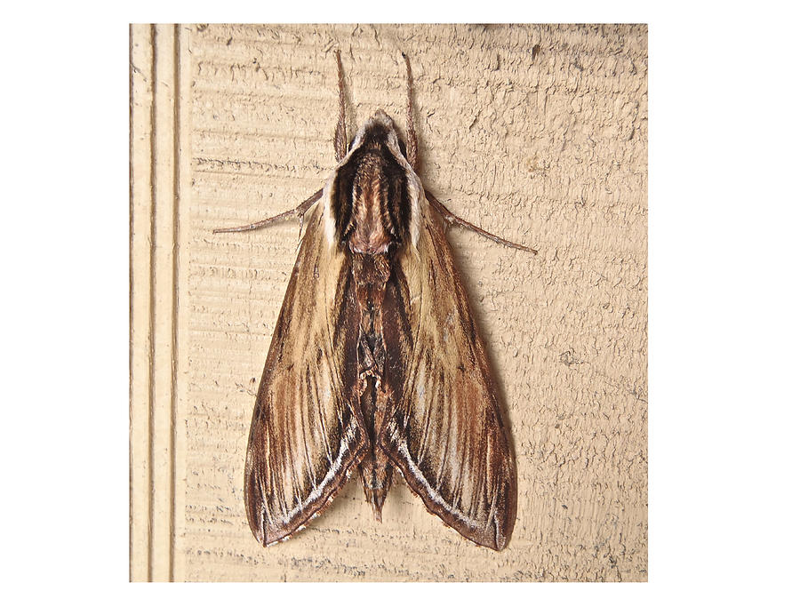 Laurel Sphinx Moth - Sphinx kalmiae Photograph by Carol Senske