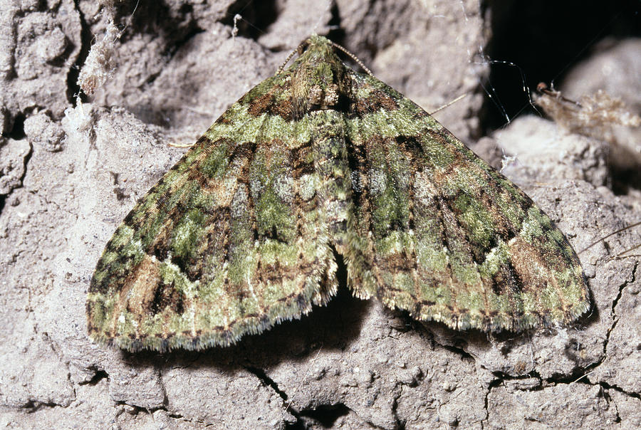 Moth by Dr Morley Read/science Photo Library