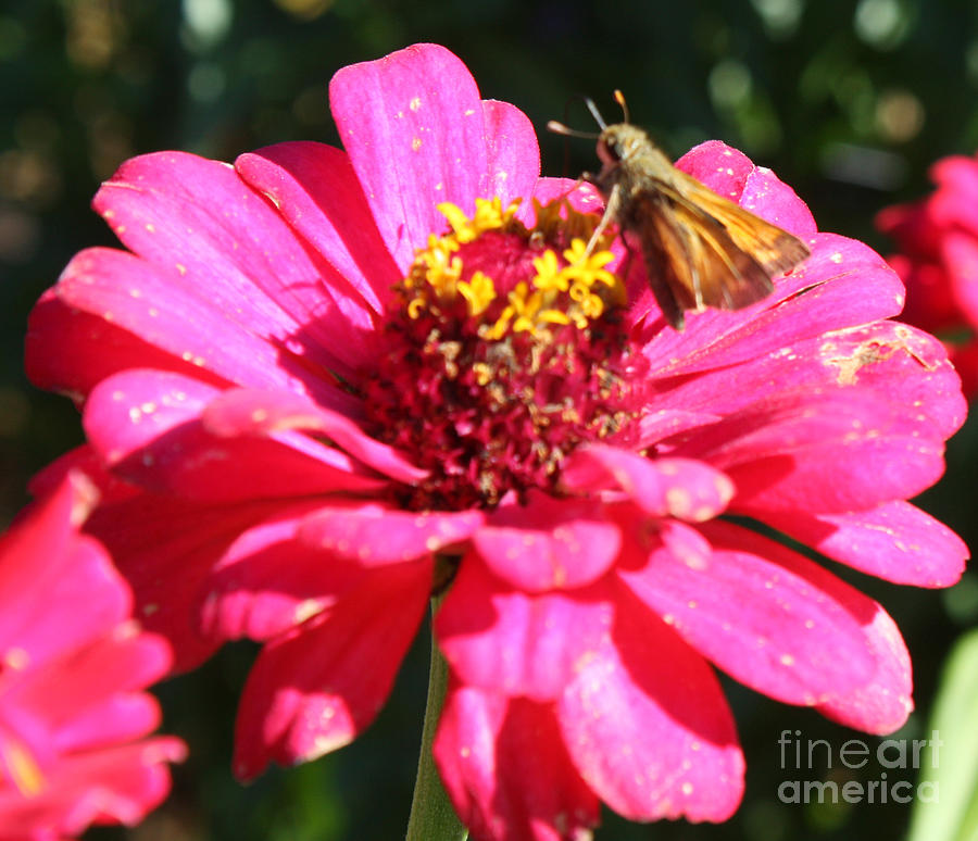 Moth Feeding on Flower Photograph by John Telfer