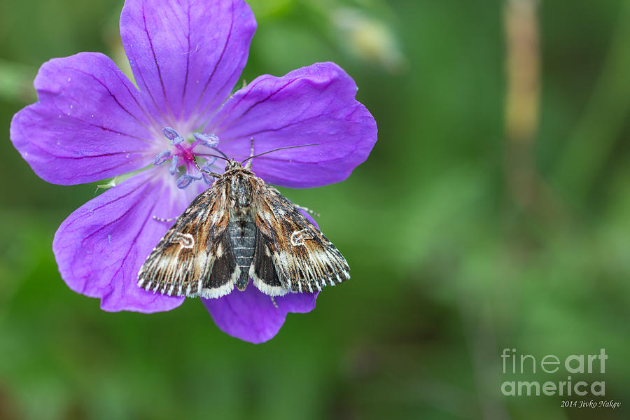 Moth feeding on Geranium sanguineum Photograph by Jivko Nakev