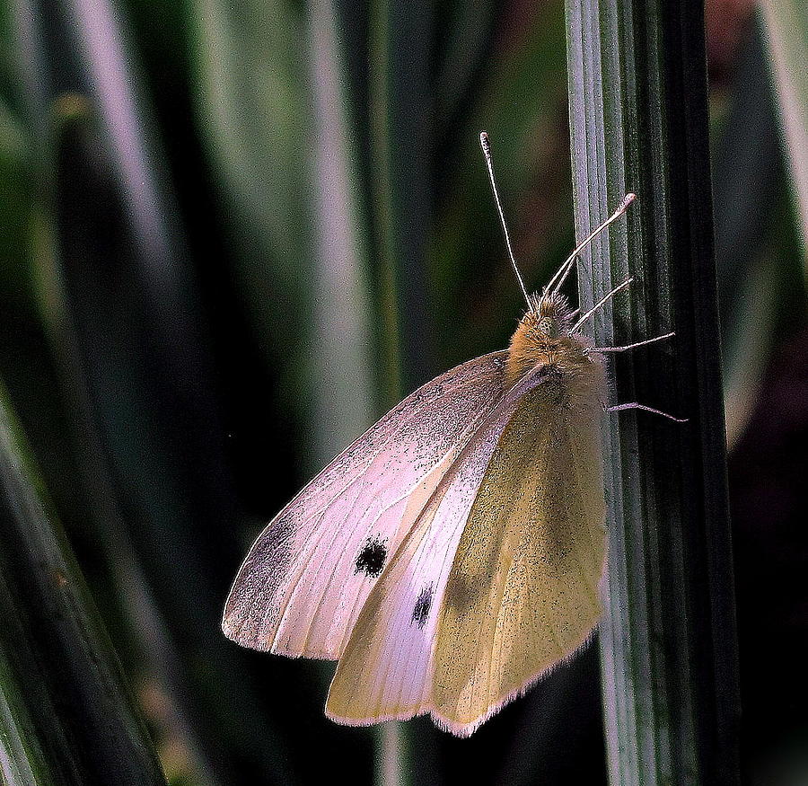 Moth in Light Photograph by Suzy Piatt