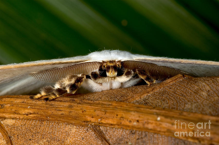 Moth In The Amazon Rain Forest Photograph by Gregory G. Dimijian, M.D.