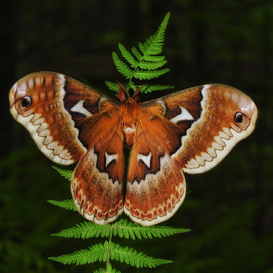 Moth on a Fern Photograph by Steve Hurt