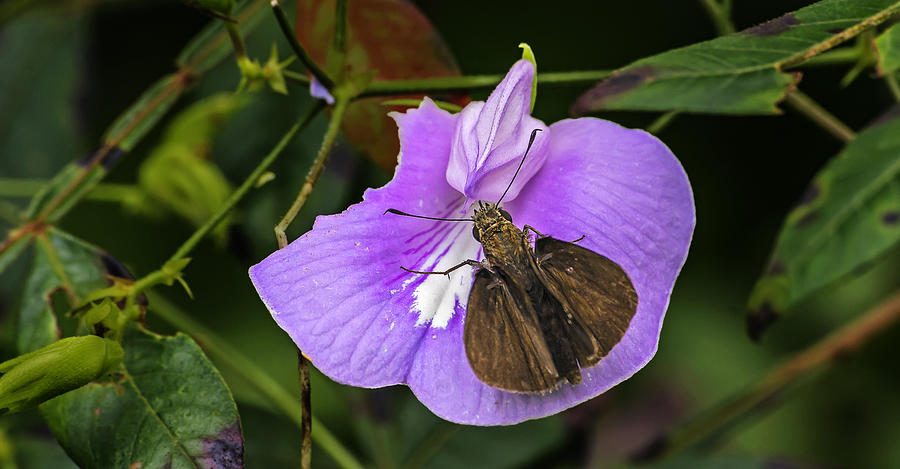Moth On A Purple Flower Photograph by Michael Whitaker