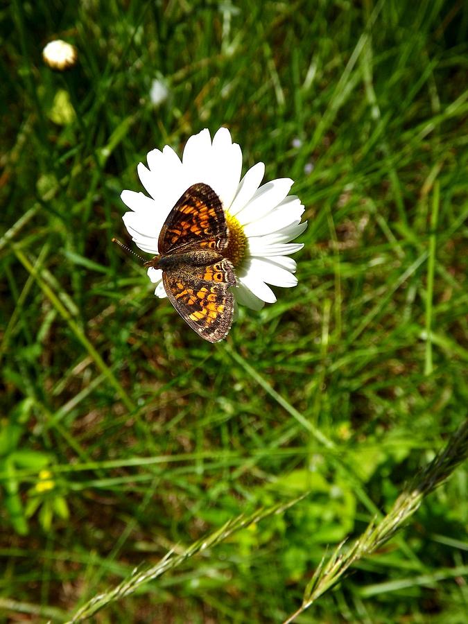 Daisy Photograph - Moth On Daisy by Dancingfire Brenda Morrell
