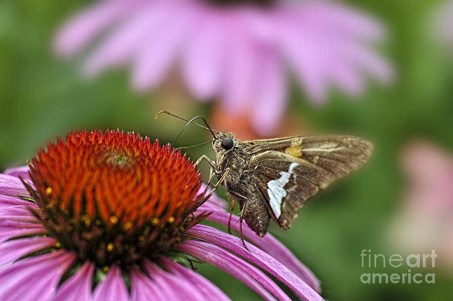 Moth on flower  Photograph by Dan Friend
