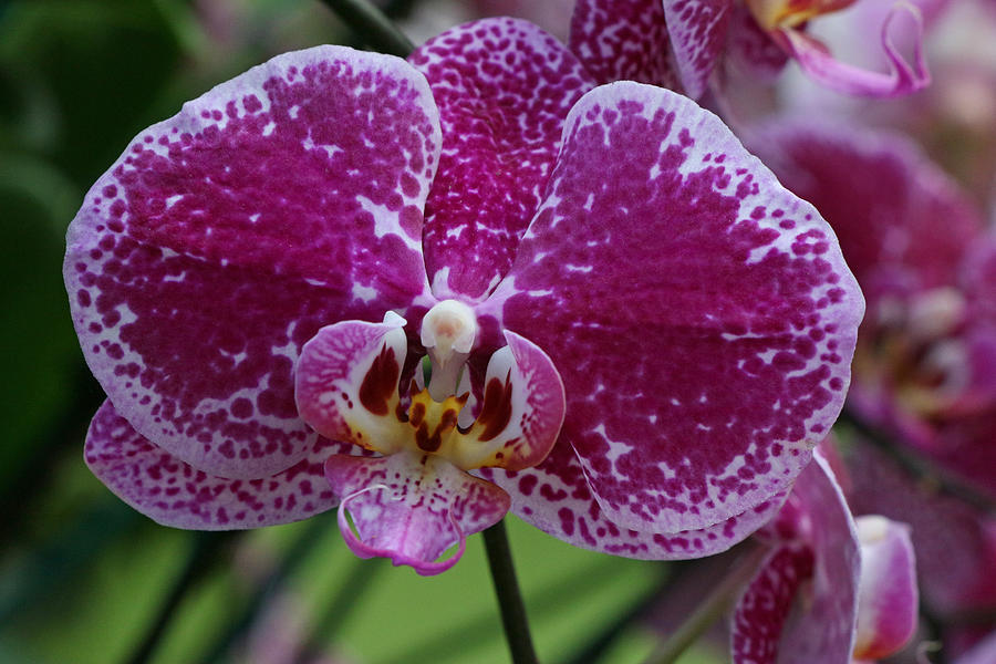 Moth Orchid 1 Photograph by Allen Beatty