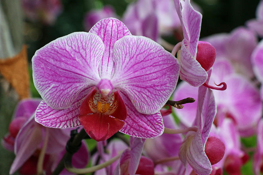 Moth Orchid 2 Photograph by Allen Beatty
