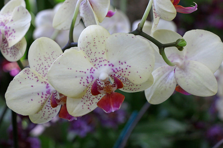 Orchid Photograph - Moth Orchid 3 by Allen Beatty