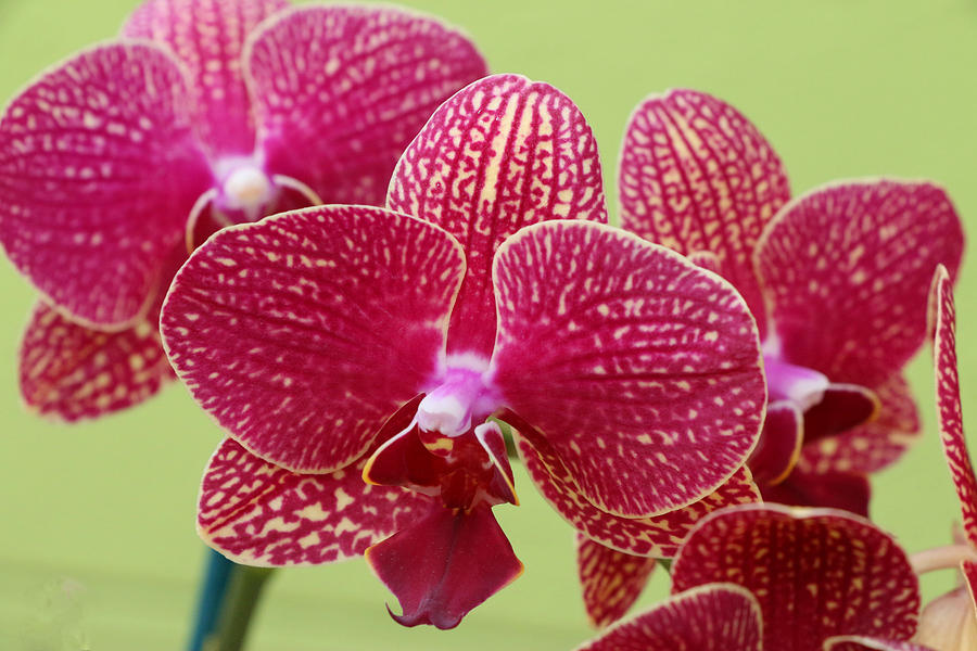 Moth Orchid 4 Photograph by Allen Beatty