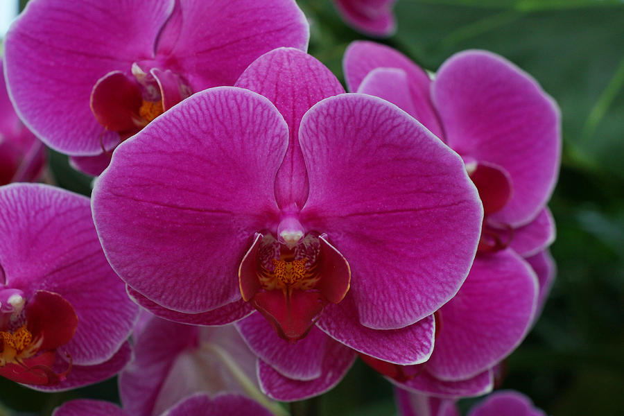 Orchid Photograph - Moth Orchid 5 by Allen Beatty