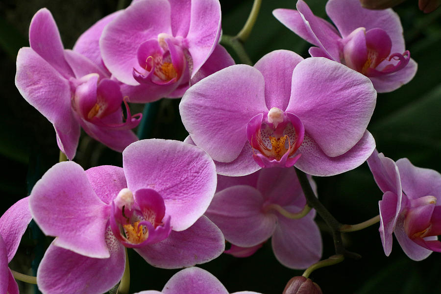 Moth Orchid 7 Photograph by Allen Beatty