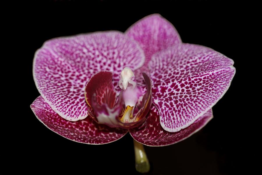 Moth Orchid Photograph by Andrea Lazar
