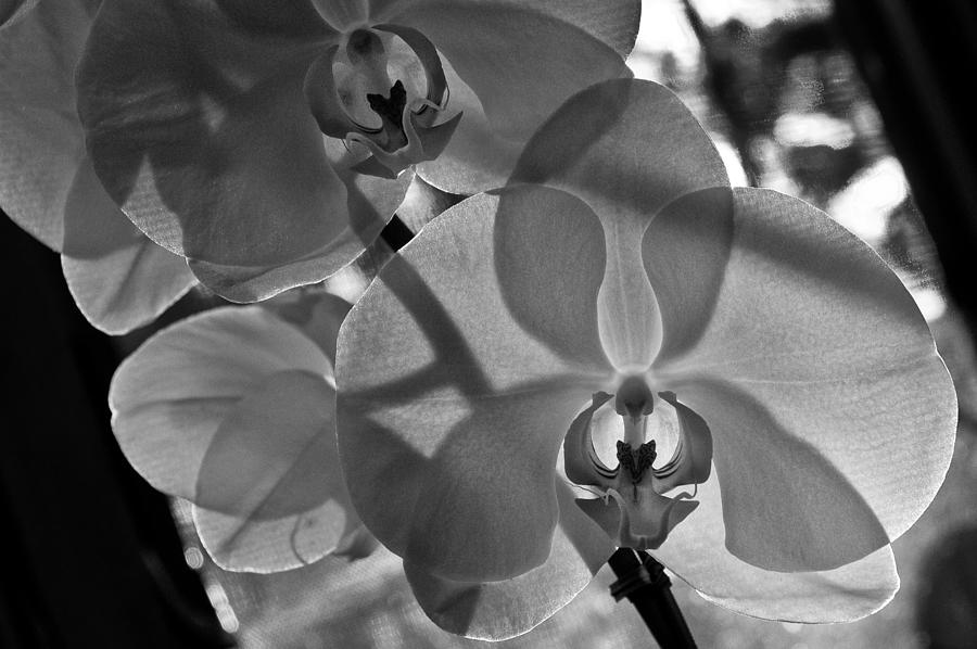 Moth Orchid Backlit Photograph by Ron White