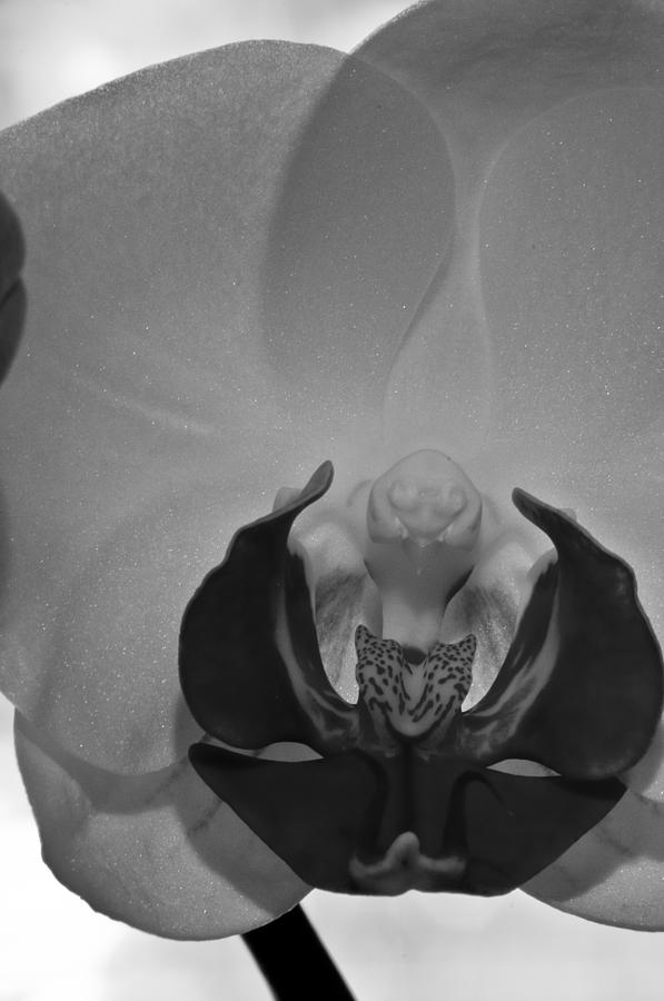 Moth Orchid BW Photograph by Ron White