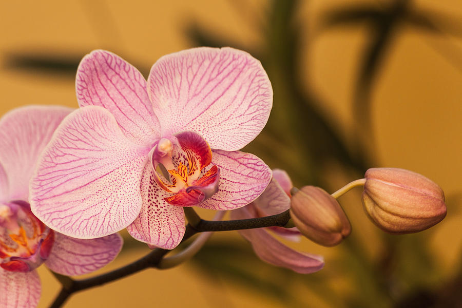 Moth Orchid Photograph by Ed Gleichman